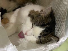 -纳吉亚猫专科动物医院·北北分院