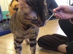 -萌喵宠狗爱心宠咖