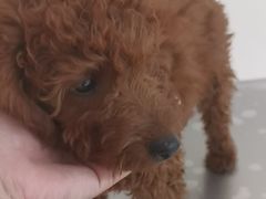 -美联众合动物医院·24h京西诊疗中心
