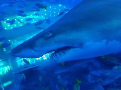 -成都浩海立方海洋公园