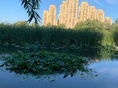 -前关湿地公园