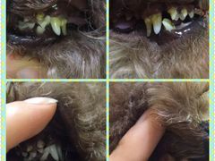 -爱宠屋pet shop·宠物洗澡·宠物美容
