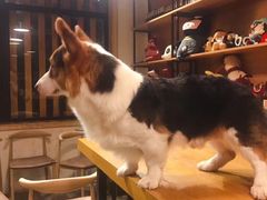 -萌喵咖啡屋(人民东路4号口M16商铺店)