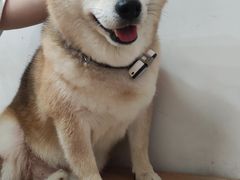 -是阿柴呀！柴犬咖啡·爱喵喵猫咖