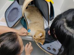 -纳吉亚猫专科动物诊疗中心(蒋宅口分院)