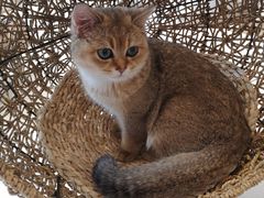 -飞行喵MR PILOT|猫舍·猫咖(静安大融城店)