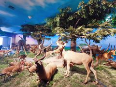 -国家自然博物馆