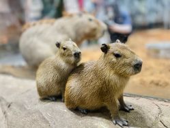 -Zoolung Zoolung动物主题公园(海信广场店)