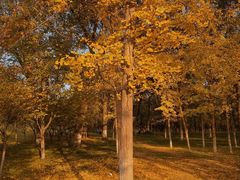 -渭河城市绿地运动公园