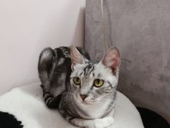 -猫咪派对(江南西店)