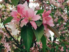 好利来对面的公园-好利来(新华百货店)