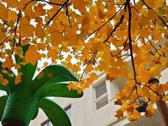 -吉而慧幼儿园-原红黄蓝幼儿园(世华水岸园)