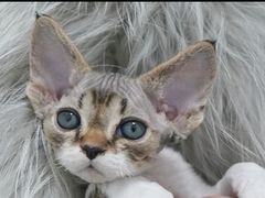 -山宅一喵德文卷毛猫舍