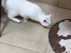 -艾贝尔宠物医院·狂犬免疫点(江山金象城店)