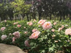 -洛阳市隋唐城遗址植物园