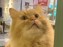 -小时光咖啡馆(开森度假森林店)