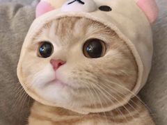 -瑞派旺宝宠物医院·犬猫全科综合·尿道专科(莲兴院)