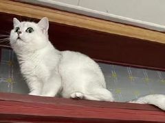 -瑞派宠物医院·中兽医专科(中央商城分院)