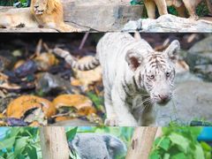 -广州长隆野生动物世界