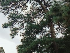 -清西陵