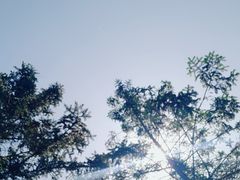 -丁香湖公园