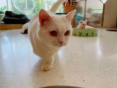 -飞行喵MR PILOT|猫舍·猫咖(静安大融城店)