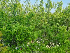 -铁山坪森林公园