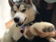 -Husky Go! 哈士奇体验馆·宠物咖啡厅狗咖