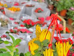 -三圣花乡旅游区