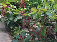 -呀路古热带植物园