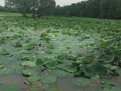 -大湾区中央湿地公园