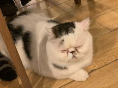 -Cappucimeow猫咪咖啡馆(韦伯时代店)