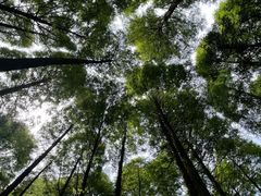 -武陵山森林公园