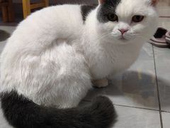 -猫宠乐园·专业洗护