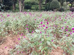 -松山湖梦幻百花洲