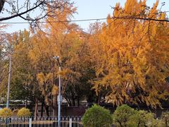 东直门外大街-三里屯东五街银杏大道