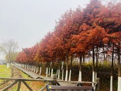 -合肥滨湖国家森林公园