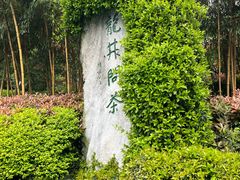 -十八棵（老龙井）御茶园(老龙井店)