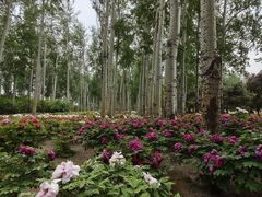 -仁和公园(顺义区)