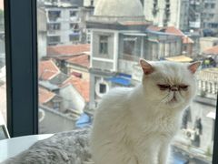 -怪兽屋·羊驼·猫咖·狗咖(俊华广场店)
