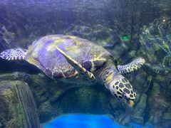 -太平洋海底世界