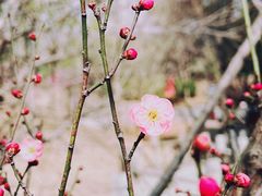 -香山公园