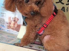 -艾贝尔宠物医院 ·内科全科(梁溪路店)