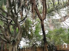 -瑞丽独树成林风景区