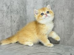 -小猫来了·猫舍(红山六九七九店)