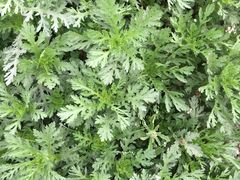 -凤来栖·净庭院·火锅(欧尚店)