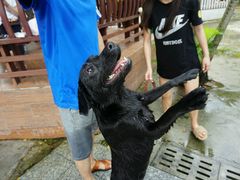 -良成狗狗乐园