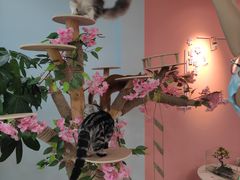 -喵宠乐园·撸猫互动·猫舍