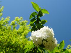 -上海滨江森林公园