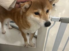 -共舞时光猫咖·狗咖(新街口店)